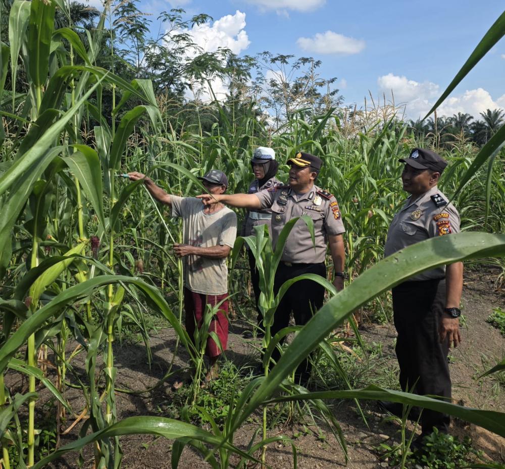 cuaca-panas-mengancam-tanaman-kapolsek-ujungbatu-bergerak-bantu-petani-jagung